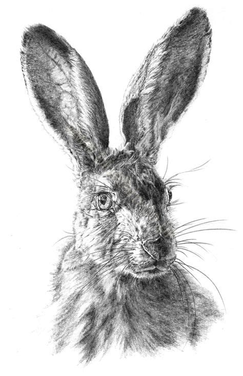 Hare Pencil Drawing Artist Künstler Vivienne Coleman Pencil