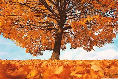 Fall Wallpapers Leaves Yellow Trees Tree Imac