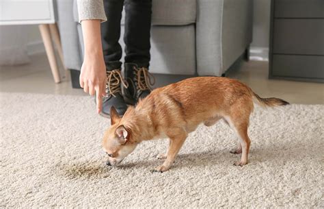 How To Get Dog Poop Smell Out Of Carpet