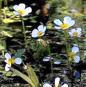 Flowers bouquets & home decor. Specchi d'acqua vitali: i giardini acquatici - Giardinaggio Piante e Fiori