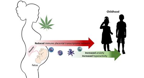 Cannabis Use During Pregnancy Impacts The Placenta And May Affect