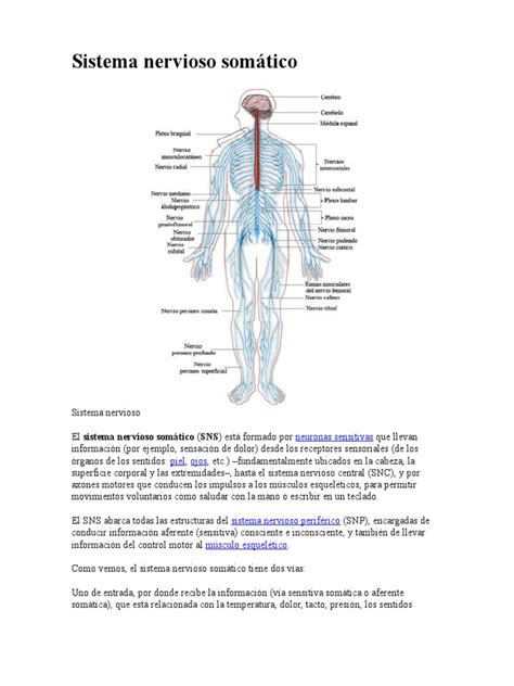 Sistema Nervioso Somático Psicología Neurobiología Neuroanatomía
