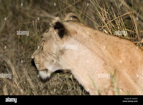 Lioness Prowling Through Tall Grass At Night Seen During A Night