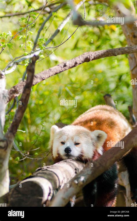 A Beautiful Red Panda Lying On A Tree Branch Sleeping Strethced Out