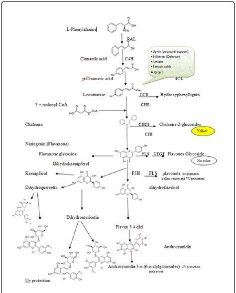 Anthocyanin Biosynthetic Pathway In Fruits Download Scientific Diagram