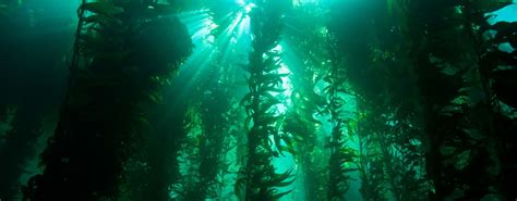 Kelp Forest In Ideal Conditions Kelp Can Grow Up To 18 In Flickr