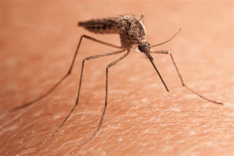 Mosquitoes In Florida And The Diseases They Spread Kellers Pest Control