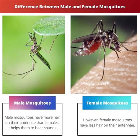 Male Vs Female Mosquitoes Difference And Comparison