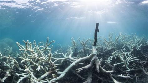The Great Barrier Reef Is ‘dead At The Age Of 25 Million Years After