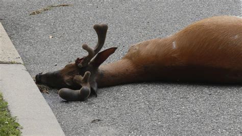 Some Californians May Soon Be Able To Eat Their Roadkill Thats