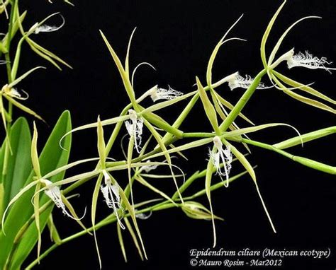 Nuestros mimados cactus y suculentas buscan familia de acogida. Epidendrum ciliare (con imágenes) | Jardín de orquídeas ...