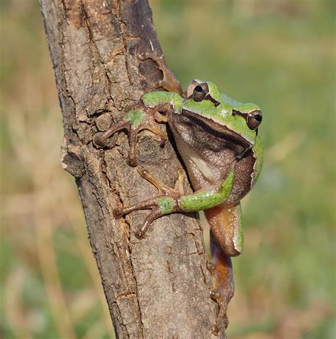 Eastern European Tree Frog Birdforum