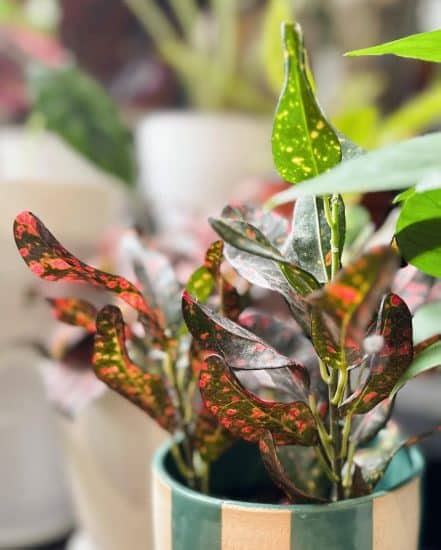 Croton Plant Care 101 Expert Tips For Colorful Leaves Plantcarefully