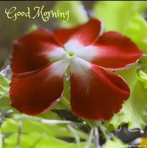 Pin By Dinesh Kumar Pandey On Good Morning Good Morning Nature Good Morning Wishes Good Morning