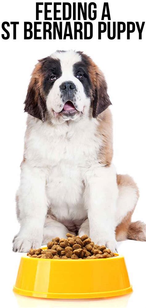 When they are not newborn and can be adopted they usually eats 3 times a day ( 2 spoons ). Feeding A St Bernard Puppy - The Right Diet For A Giant Breed
