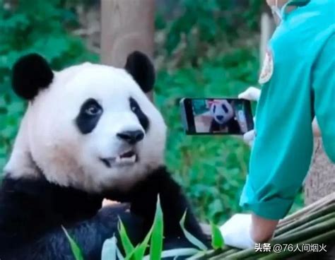 In South Korea Fubao Was Spoiled As A Princess And The Panda Lele In