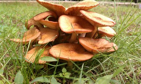 Possible Ringless Honey Mushroom Mushroom Hunting And Identification