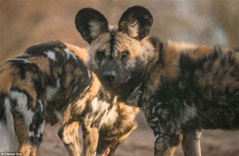 Painted dogs cannot withstand the same diseases that domesticated dogs can, so it can easily infect and kill a. African painted dog pups are first to be born at Chester | Daily Mail Online