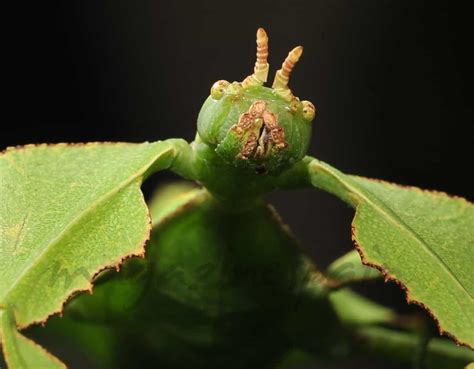 La Belleza Del Insecto Hoja