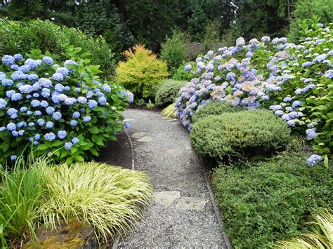 Hydrangea Macrophylla — Sublime Garden Design Landscape Design