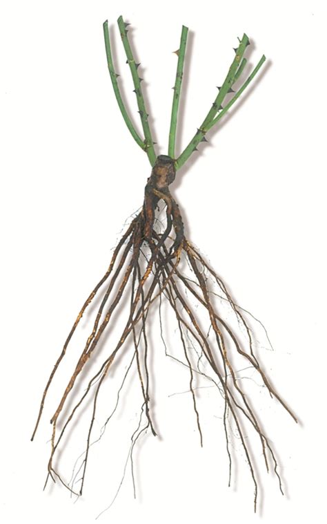 Trim any damaged roots or canes from the rose. bare root roses | Lisa Cox Garden Designs Blog