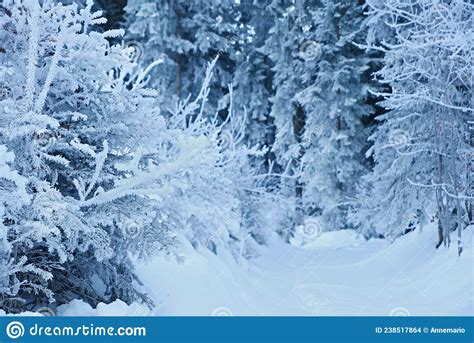Frozen And Snowy Forest Winter Wonderland Stock Photo Image Of Nature