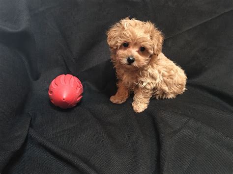 Designer And Mix Puppies Morkies Maltipoos Red Maltipoos Yorkshire