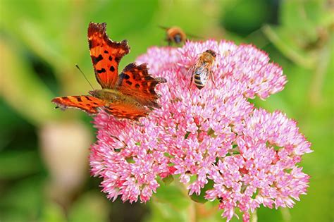 Flowers that attract bees and butterflies uk. Plants pollinators can't resist in your Colorado garden ...