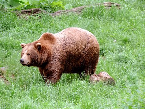 Brown Bear Mammal · Free Photo On Pixabay