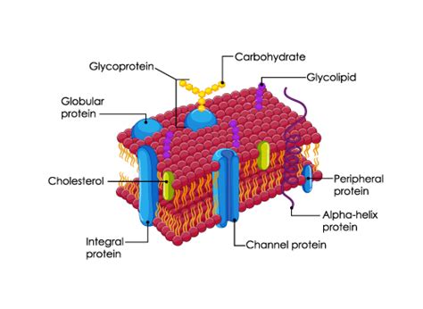 Cell Organelles Structure Types And Their Functions