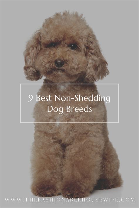9 Best Non Shedding Dog Breeds The Fashionable Housewife