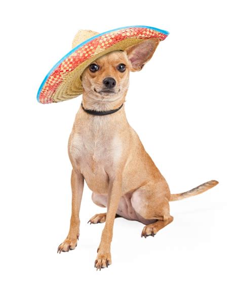 Chihuahua Con Sombrero Mexicano Meme