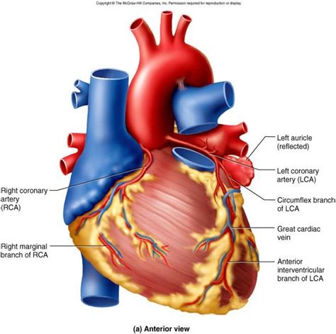 Along with lymphatic vessels, the blood, blood vessels, and lymph, the heart. Anatomy & Physiology 1224 > Rooney > Flashcards > ANTPHY ...
