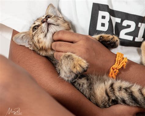 Project Lunis Guide To Adopting Kittens In Singapore City Nomads
