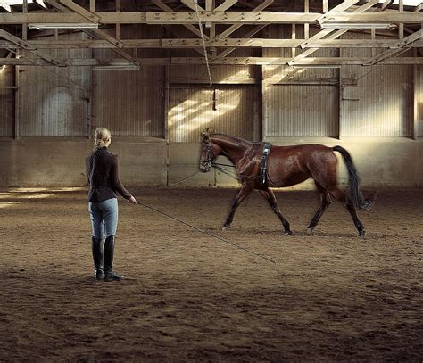 How to lunge a horse: How to Lunge a Horse - Basics and Helpful Tips