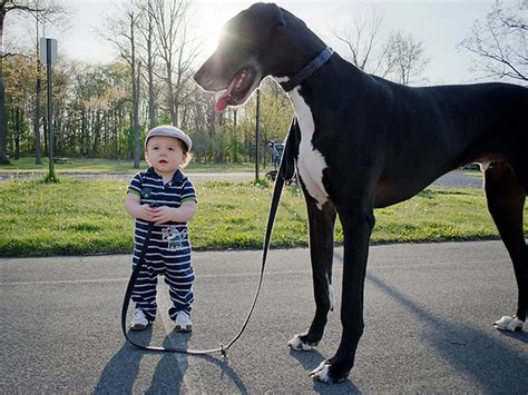 Die Größten Hunderassen Der Welt Top 10 Der Freundlichsten Giganten