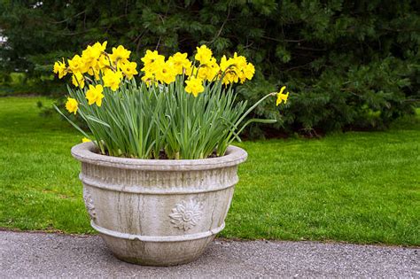 Daffodil Garden Stock Photos Pictures And Royalty Free Images Istock