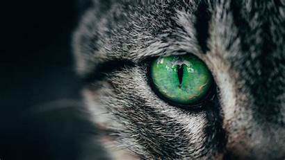 Cat Eye Background Pupil Closeup 4k Uhd