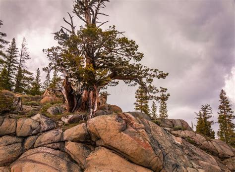 Northern California Bristlecone Pine Tree Stock Image Image Of Ledge