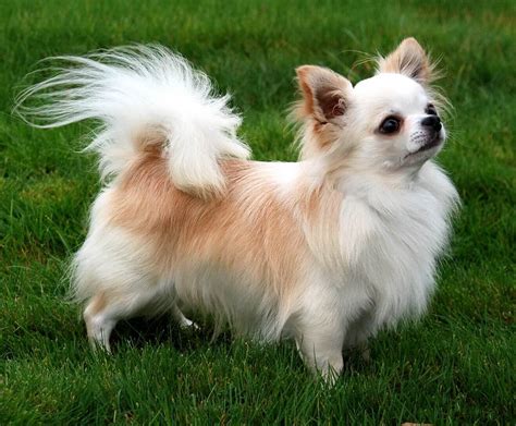 Long Haired Chihuahua A Cute Little Furry Friend Pets Nurturing