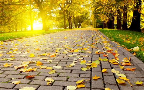 Free Download Autumn Leaves On The Path In The Park Hd Wallpaper