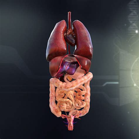 Each kidney is about four or five inches long. Human Female Internal Organs Anatomy 3D | CGTrader