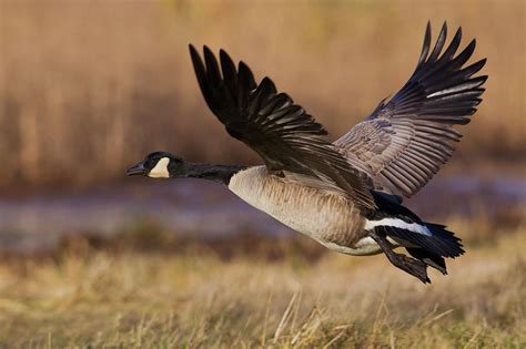 Greater Canada Goose Taking Photograph By Ken Archer Fine Art America