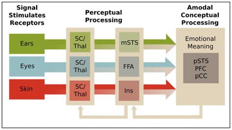 emotion perception from face voice and touch comparisons and convergence abstract europe pmc