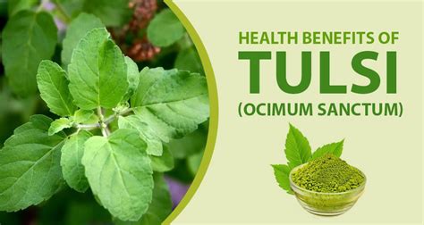 Tulsi Leaf Benefits