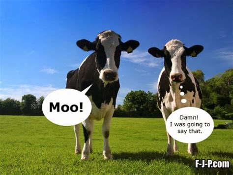 Top 36 Most Funniest Cow Quotes Có Hình ảnh