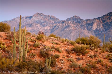 Oro Valley, Arizona | Tucson, Arizona. | Ron Niebrugge Photography
