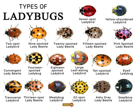 All About Ladybugs The Preschoolers Connect