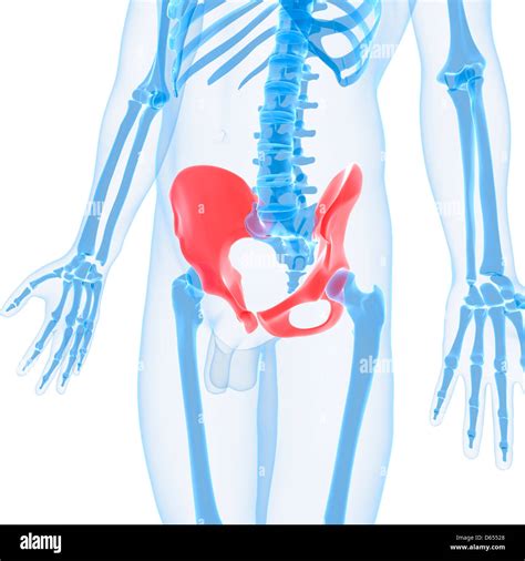 Hip Bones Artwork Stock Photo Alamy