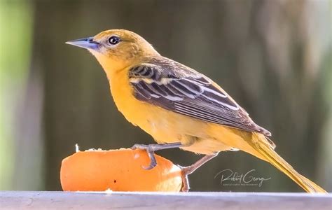 Capture Wisconsin Photo Contest Female Baltimore Oriole By Robert George